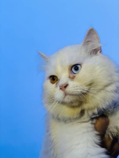 Persian male cats semi punch