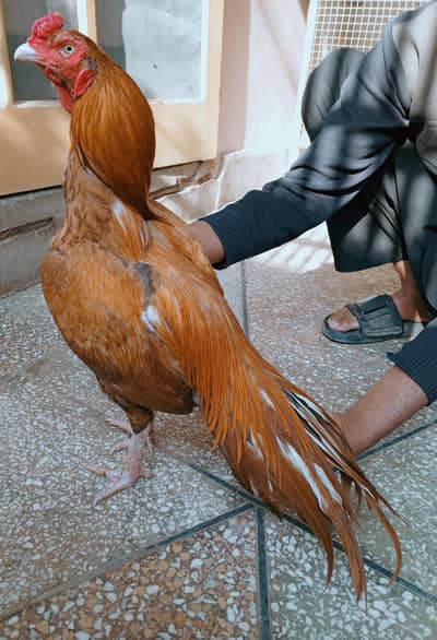 aseel murga peela 03498200770