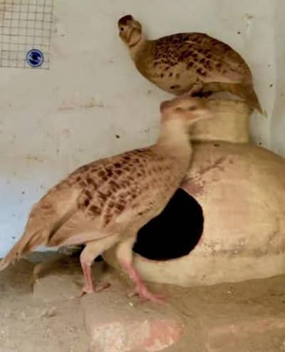 irani pair breeding pair