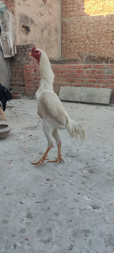 Aseel Shamo | White Shamo | White Thai Pakoya | Thai Aseel | Hens