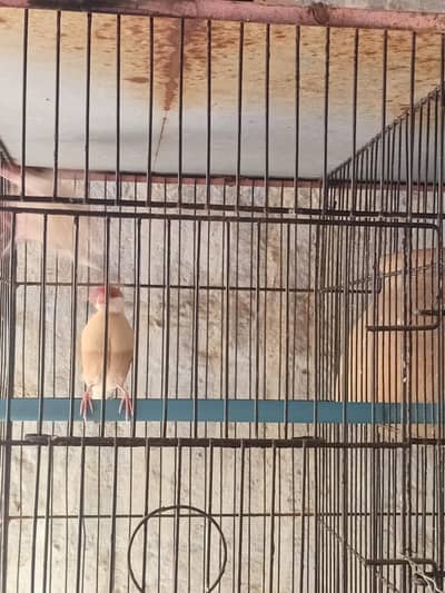 fawn java 2 males full breeder