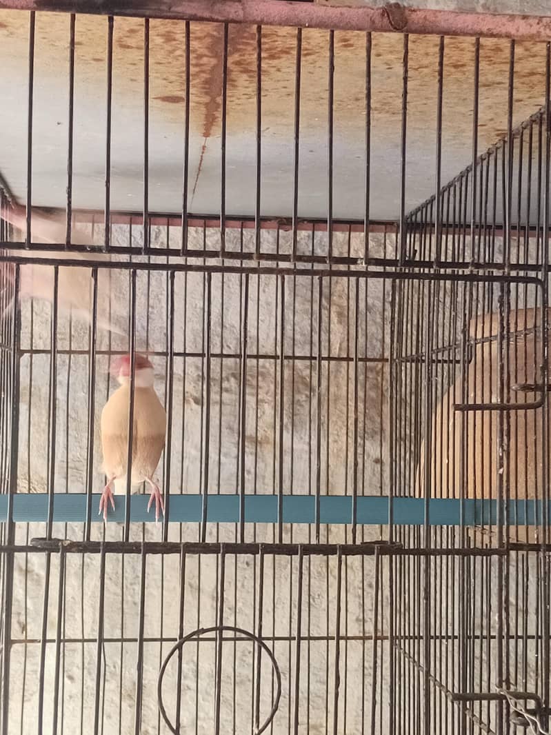 fawn java 2 males full breeder 0