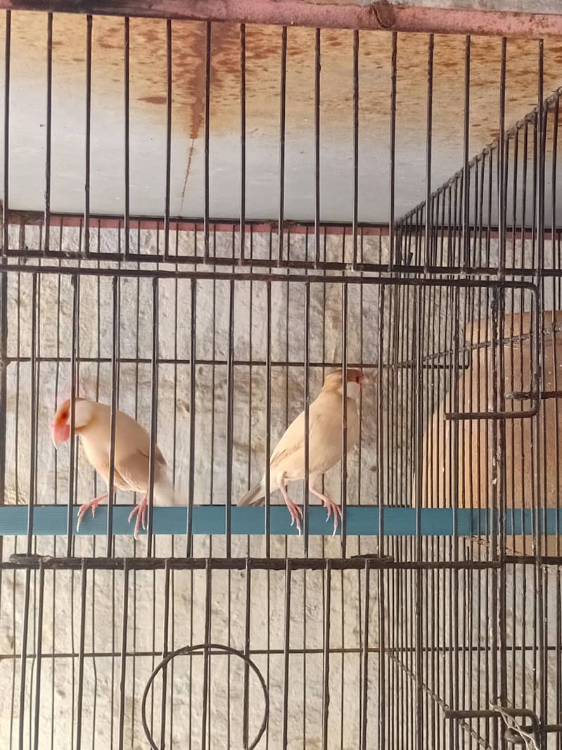 fawn java 2 males full breeder 1