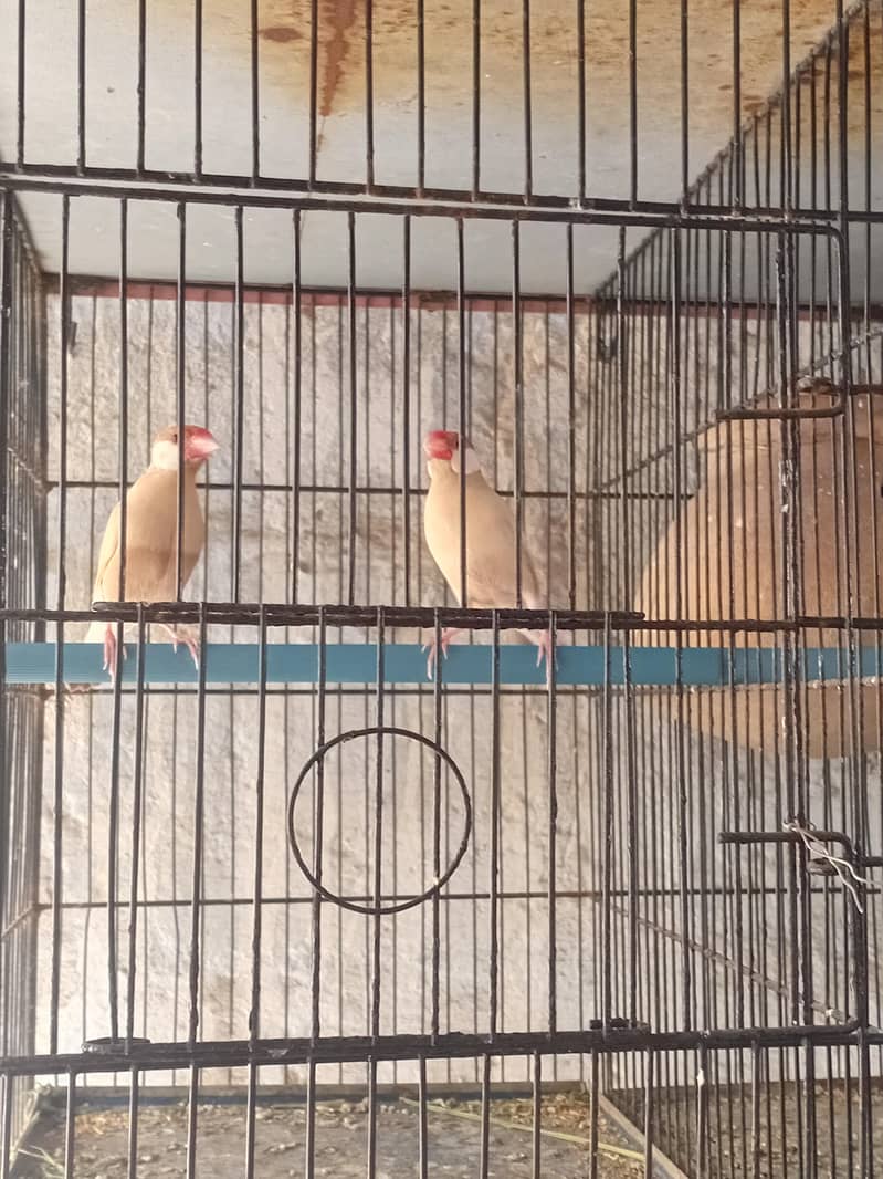 fawn java 2 males full breeder 3