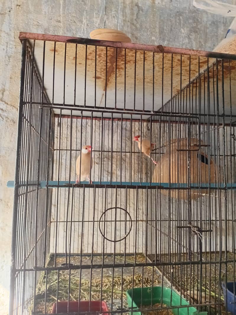 fawn java 2 males full breeder 4