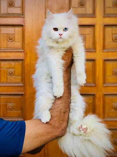 Persian triple coated punch face cat available for sale