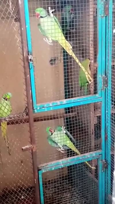 Raw parrots pair / Hand tame parrots pair / Kashmiri Parrots pair