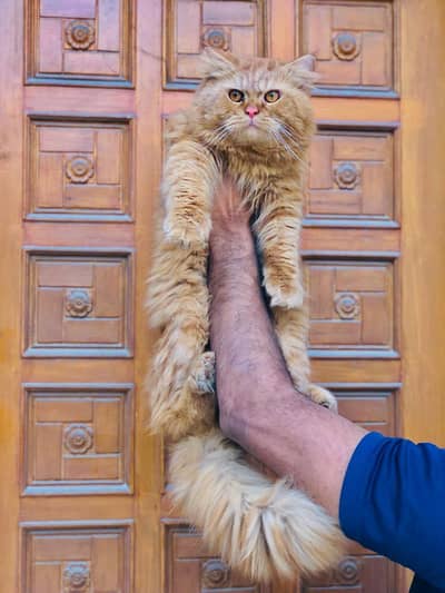 Persian triple coated punch face cat available for sale
