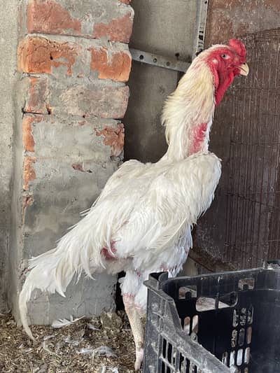White Shamo Chicks|o Shamo|top quality King Shamo|pure aseel shamo