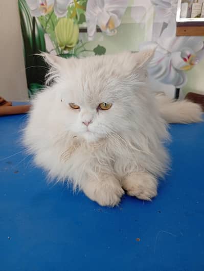 *Persian male kitten available for sale*