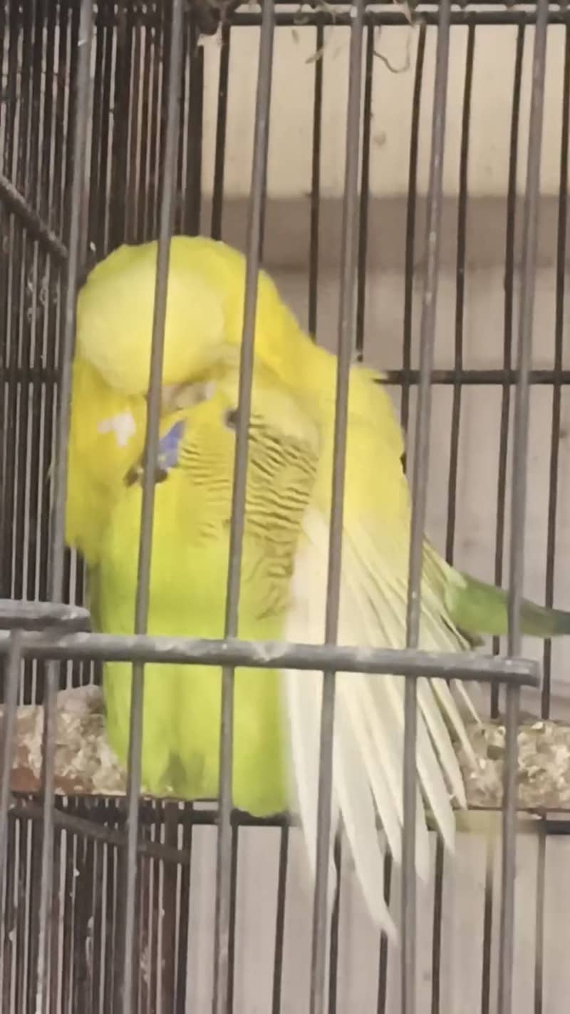 Exi patha female free 0