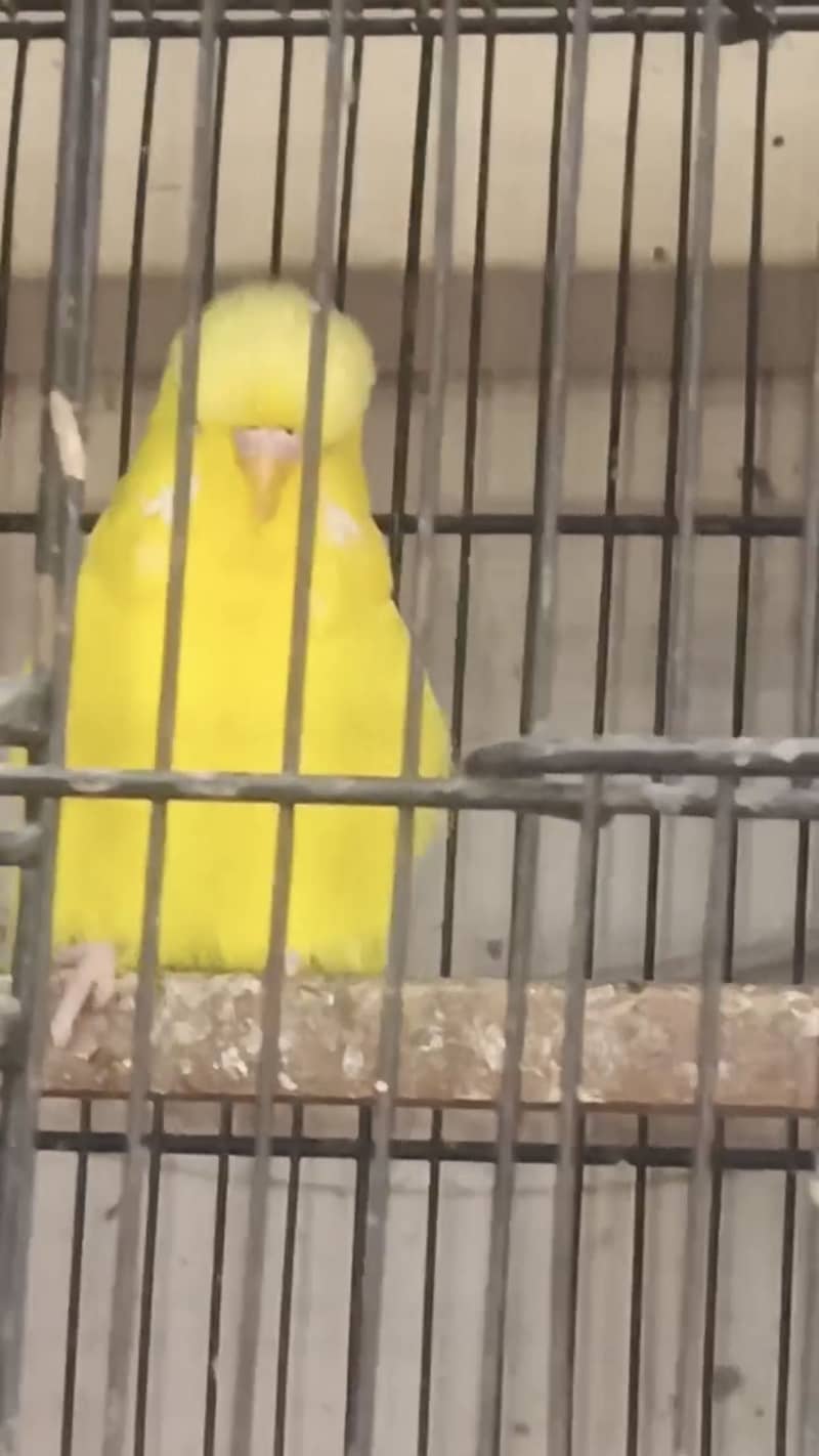 Exi patha female free 1