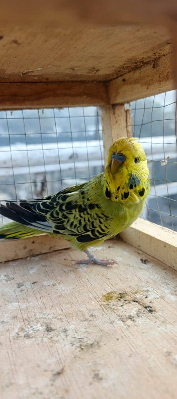 Exi patha female free 4