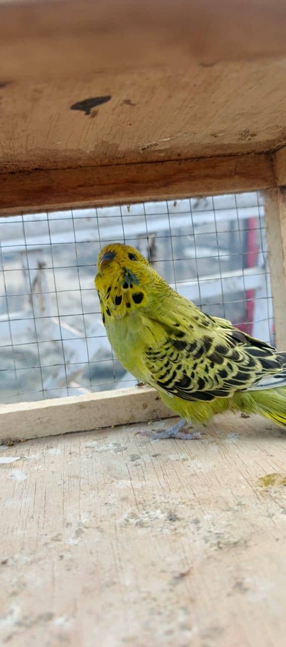 Exi patha female free 5