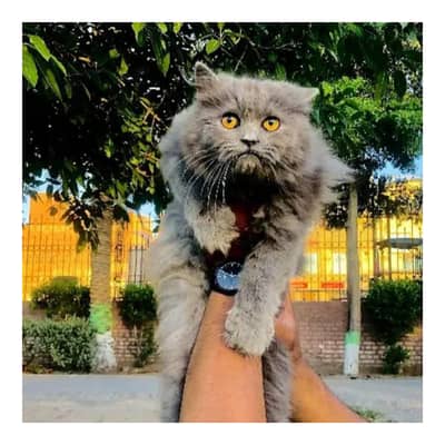 Persian triple coated punch face cat available for sale