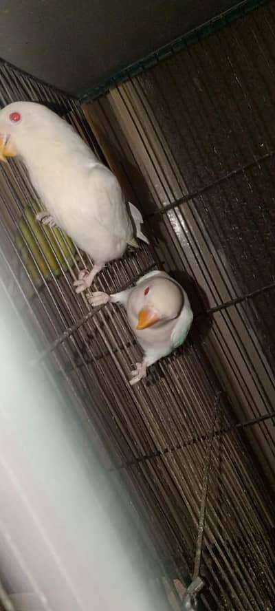 white java,finches albino red eyes or lotino