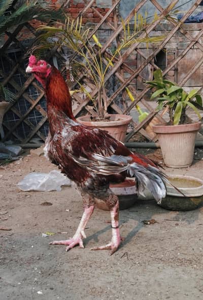 Aseel murga for sale