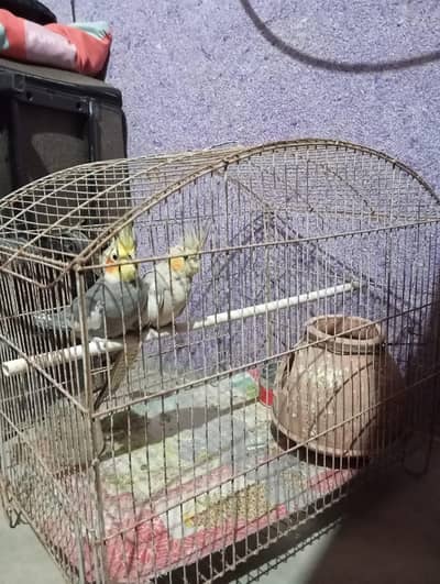 Cocktail Breeding Pair