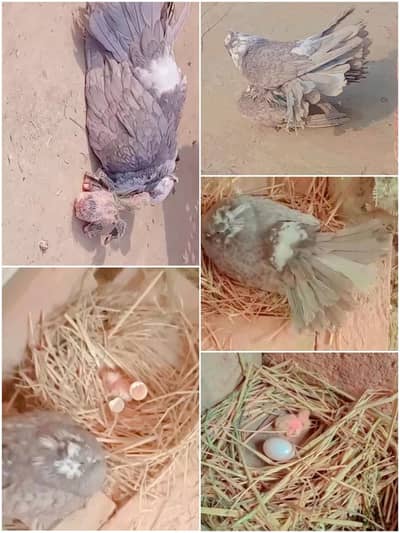 American fantail Breeder pair