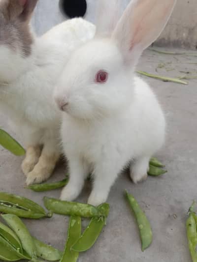 fancy rabbits baby pair for sale 03224186572