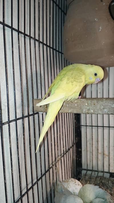 Australian Parrots Self Pathy