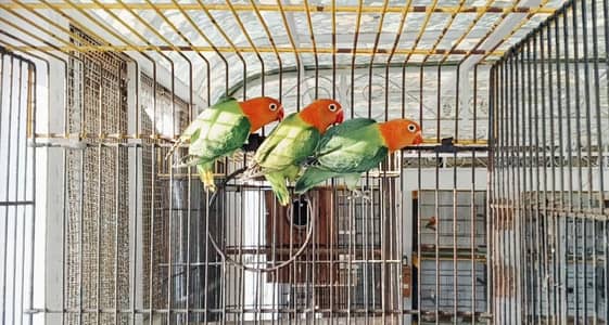 GREEN OPLINE / PALE FALLOW B1B2