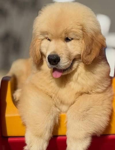 Golden retriever kcp pedigree puppies