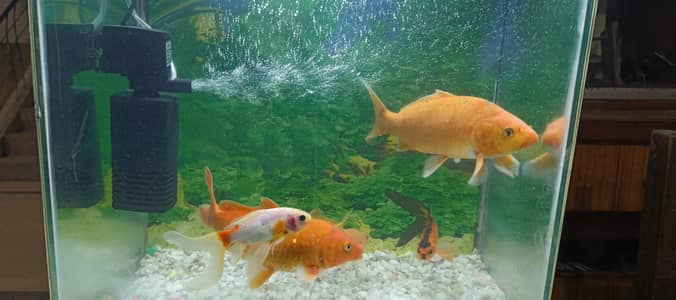 koi fish sale 13se14 incha size hy