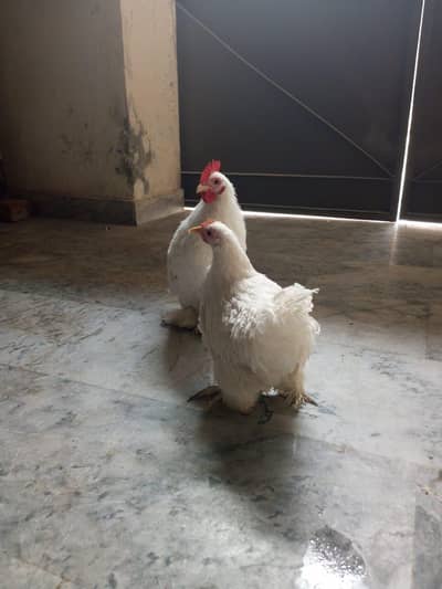 Healthy & Pure Bantam Pair – 8 Months Old (Ready to Breed)