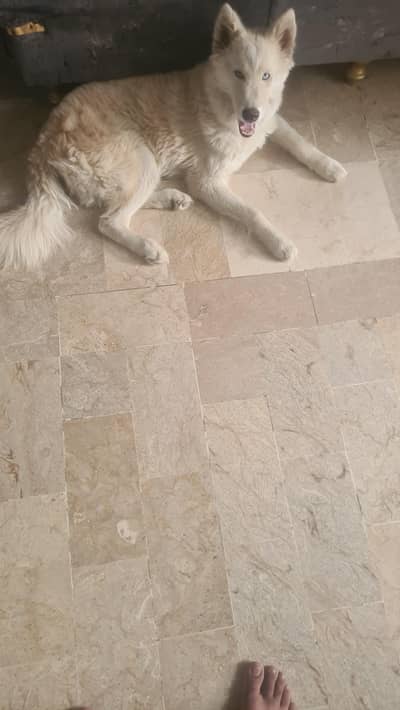 husky pup for sale playfull and trained