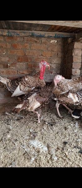 Breeder Turkey Pair for Sale
