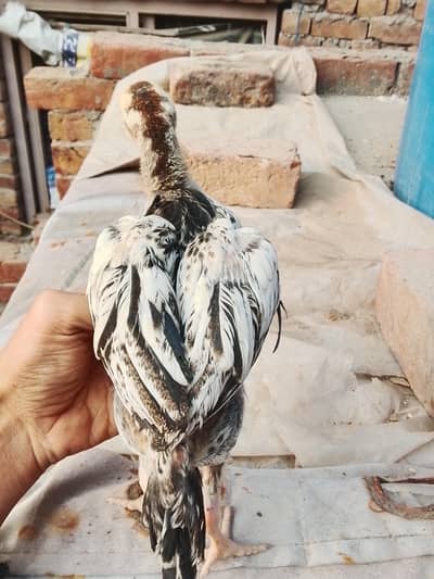 Aseel Chicks – Mianwali Baba × Pathan Murghi |