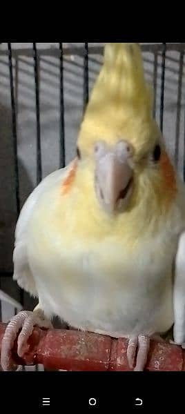 one cocktail breeder pair and 8 pice of love birds Carmino albino