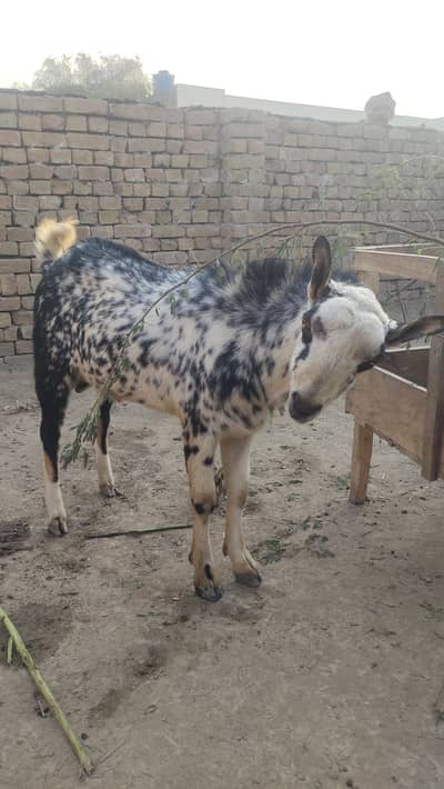 desi bkra for sale my WhatsApp no,, 03078368059