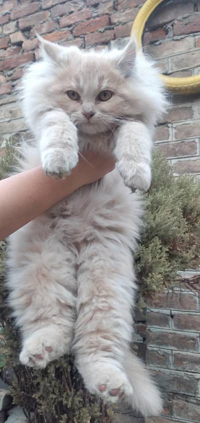 persian kitten for sale
