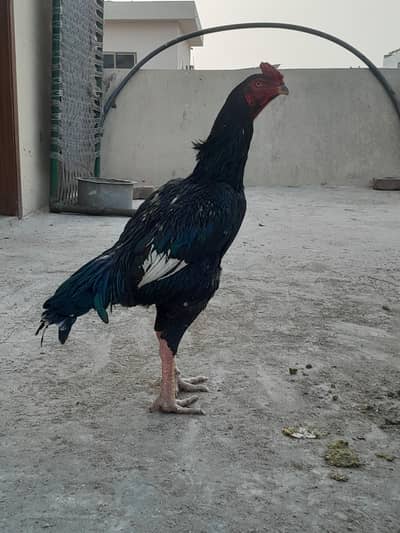 SHAMOO CHICKS FOR SALE. TOP QUALITY.