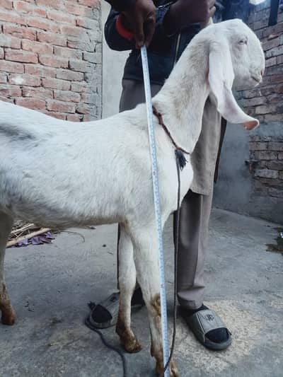 pure Rajan puri bakri