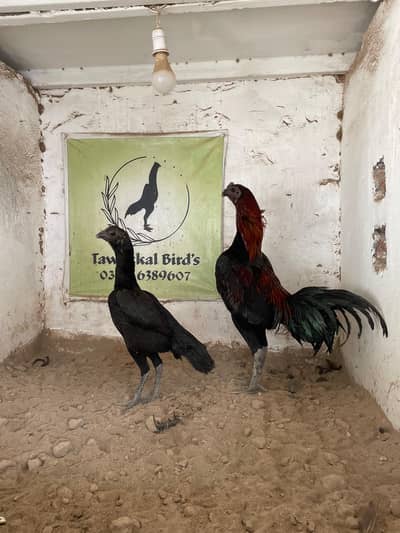 Aseel | Dargon Aseel  |Black & Blue Dargon | Ice-Blue Chicks