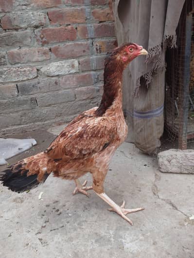 aseel madi for sale Whatsapp 03316427993