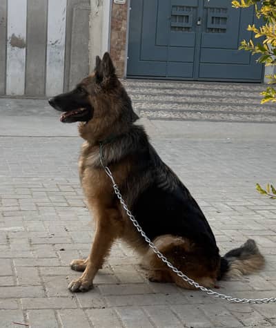 Beautiful Female German Shepherd For Sale