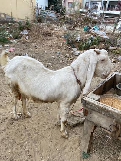 Gulabi bakri for sale