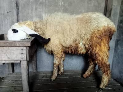 sheep | mundre | mundra chatra |  Kajla | kajal sheep  |Top quality