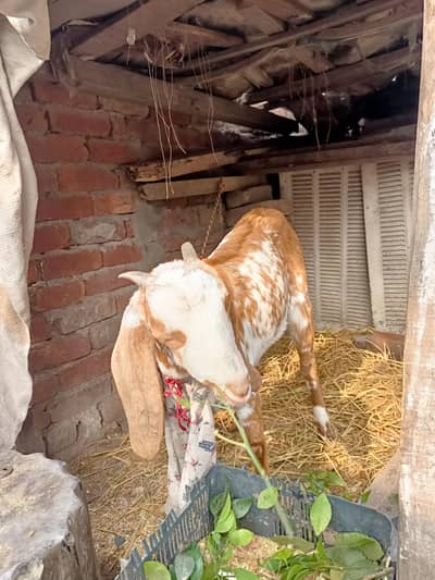 makhi cheeni pathi, bakri, goat, pathi