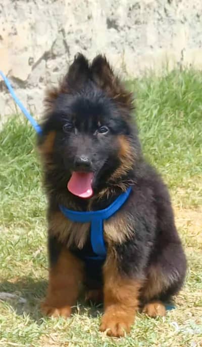 German Shepherd long coat male for sell