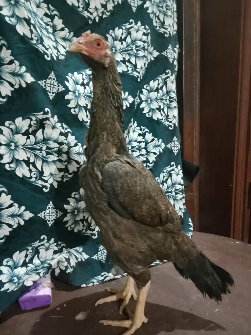 Aseel Pathan Murghi – Strong F Blood Line - Hens - 1109889746