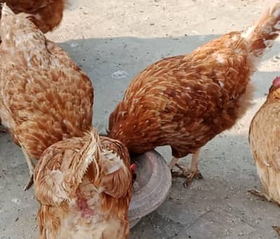 Lohman Brown | German Breed lohman | eggs laying hens |lohmann