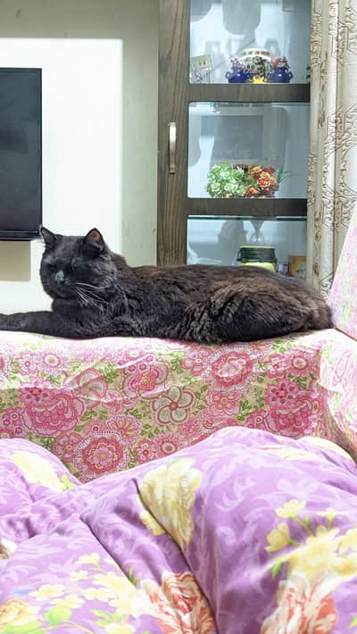 Percian cat and without punch face