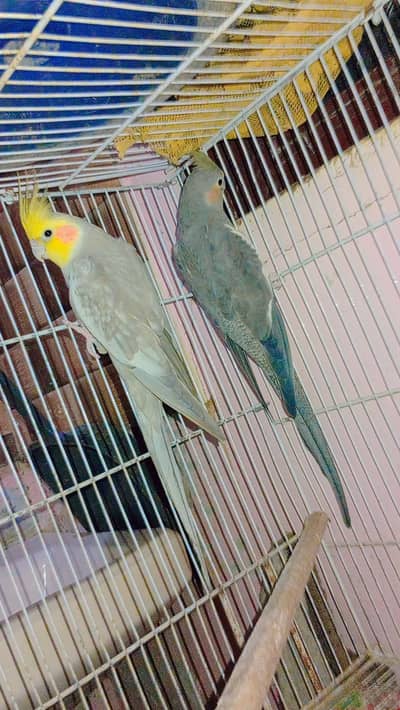 Beautiful Pair Of Healthy Cockatiels For Sale