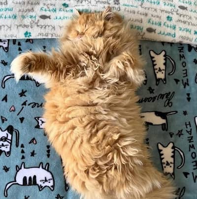 punch face trippel coated female cat