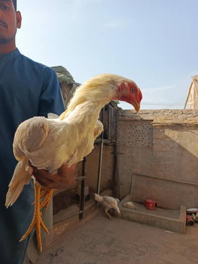 Aseel Heera | Qandhari Aseel | White